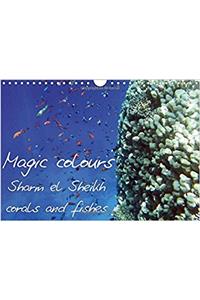 Magic Colours Sharm El Sheikh Corals and Fishes 2017