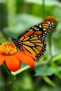 Mind Blowing Orange Butterfly And Orange Flower Journal