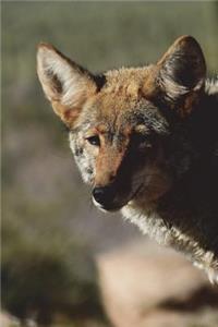 Coyote Portrait Journal