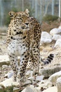 Persian Leopard Animal Journal