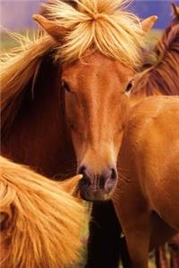 Lovely Icelandic Horse Portrait Jounal