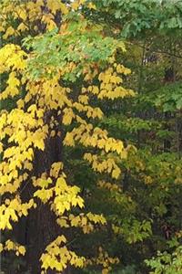Journal Fall Colors Leaves Turning