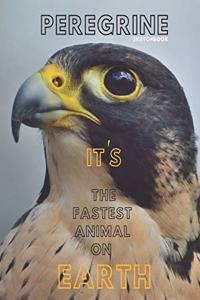 Peregrine falcon Sketchbook Large sketchbook for drawing 8.5 x 11 inch (21.59 x 27.94 cm) 150 pages