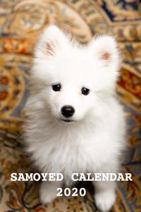 Samoyed Calendar 2020
