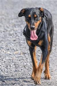 Beauceron Dog Out for a Stroll Journal