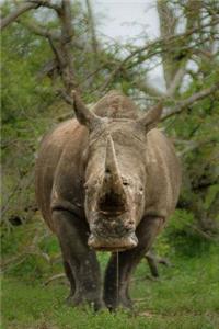 Help Save the Endangered Rhinoceros