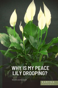 Why is My Peace Lily Drooping?