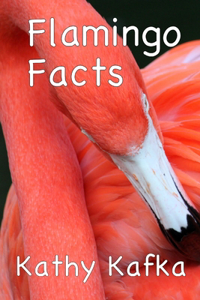 Flamingo Facts