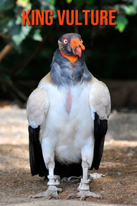 King Vulture