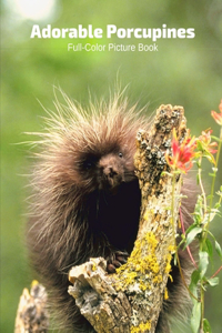 Adorable Porcupines Full-Color Picture Book