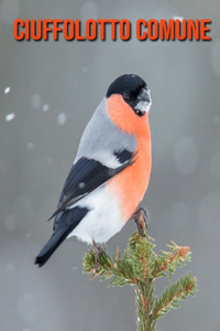 Ciuffolotto comune