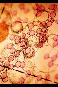 The Eradication of the 99%