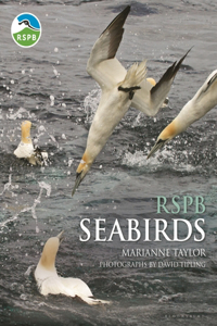 Rspb Seabirds