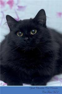 York Chocolate Cat Presents