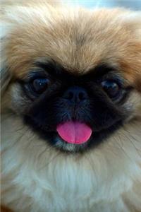 The Pekingese Dog Journal