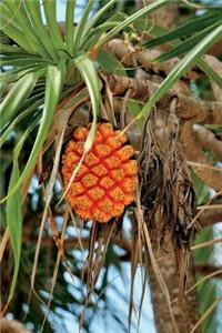 Pandanus Tree Journal