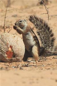 Cape Ground Squirrel Journal: 150 Page Lined Notebook/Diary