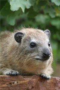 Rock Hyrax Procavia capensis Serengeti National Park Africa Journal