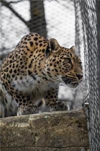 An Elegant Persian Leopard Big Cat Journal