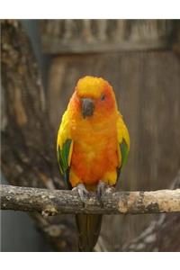 Sun Conure Notebook