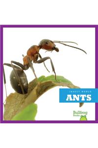 Ants