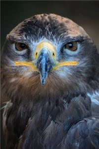 Falconry Inspired 2020 Weekly Monthly Planner