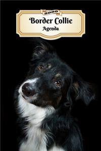 2020 Border Collie Agenda