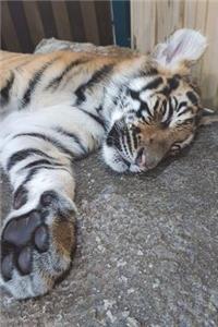 Don't Wake the Tiger Journal