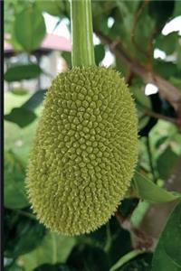 Jackfruit Tree