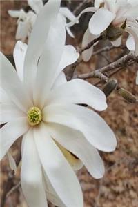 2019 Daily Planner Beautiful White Flower 384 Pages