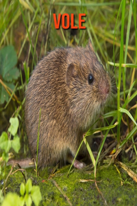 Vole