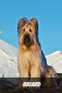 Briard