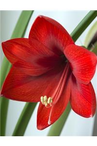 Hippeastrum Gardening Journal