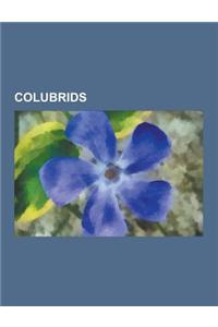 Colubrids: Corn Snake, Chrysopelea, Diadophis Punctatus, Chrysopelea Ornata, Grass Snake, Hognose, Amphiesma Stolatum, Eastern In