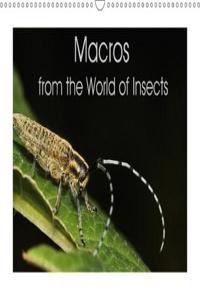 Macros from the World of Insects 2018
