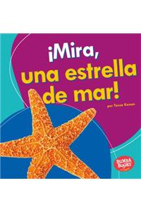 ¡Mira, una estrella de mar! (Look, a Starfish!)
