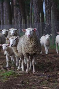 A Flock of Sheep Country Life Journal