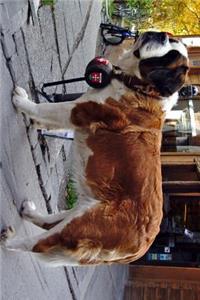 Saint St Bernard Dog in Switzerland Journal