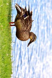 Mallard Duck Female by the Water Journal