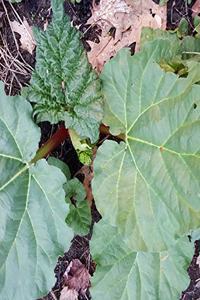 School Composition Book Spring Rhubarb Leaves