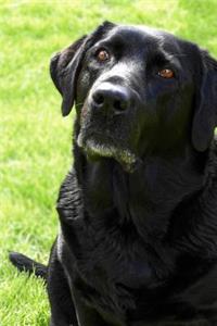 The Adoring Face of a Black Labradoe Retreiver Dog Journal