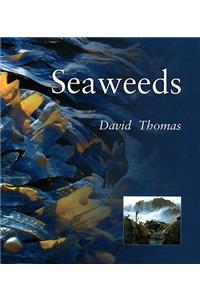 Seaweeds: Seaweeds