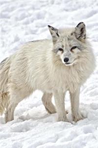 White Arctic Fox in the Snow Journal