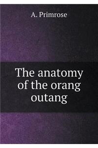 The anatomy of the orang outang