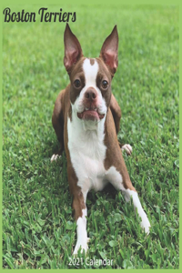 Boston Terriers 2021 Calendar