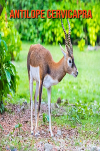 Antilope cervicapra: Fantastici fatti e immagini