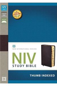 Study Bible-NIV: New International Version, Burgundy, Bonded Leather