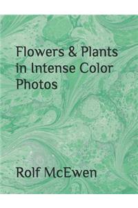 Flowers & Plants in Intense Color Photos