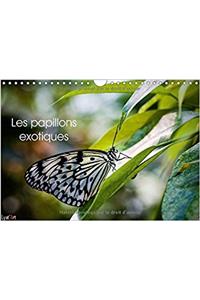Papillons Exotiques 2017