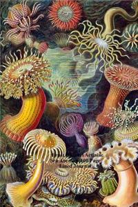 Ernst Haeckel Actiniae Sea Anemone100 Page Lined Journal